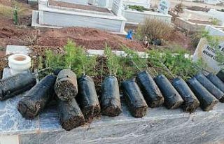 Anneler Günü’nde mezarlıkları yeşillendirdiler