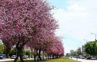 Antalya yaz renklerine bürünüyor