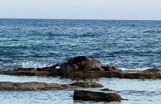 Antalya’da denizin ortasında inek leşi görenler...