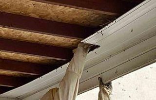 Antalya’da hastane bahçesinde oğul veren arılar...