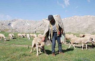 Antalya’da Yörüklerin yayla serüvenleri başladı