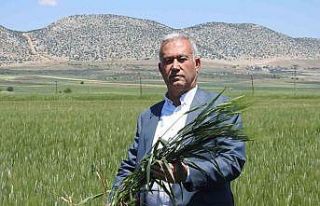 Araban buğdayı çiftçinin yüzünü güldürüyor