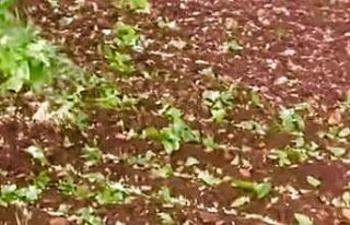 Araban’da dolu yağışı etkili oldu