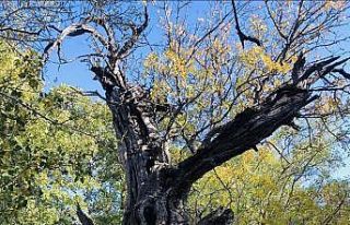 Arapgir’de 800 Yıllık Menengiç ağacı için...