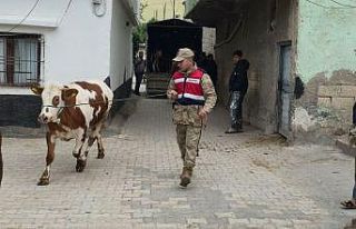 Arazide kaybolan hayvanları jandarma buldu