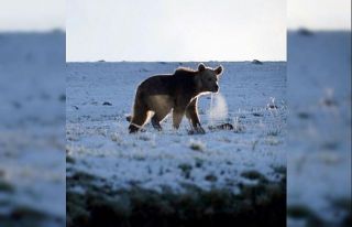 Ardahan’da boz ayı böyle görüntülendi