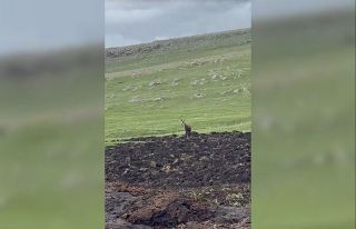 Ardahan’da çengel boynuzlu dağ keçisi görüntülendi