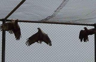 Arı şahinlerinin tedavileri devam ediyor