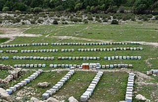 Arıcılar doğal bal için yollarda