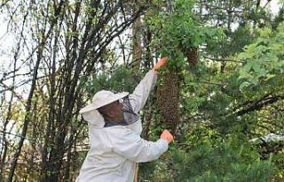 Arılar oğul veriyor