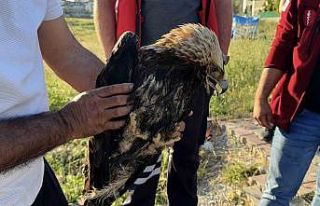 Arnavutköy’de çayırlık alanda yaralı kartal...