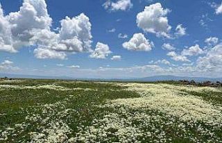 Arpaçay Ovası renk cümbüşüne büründü