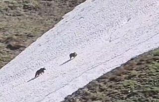 Artvin’de iki boz ayının kar üzerindeki eğlencesi...