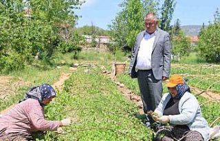 Avanslarını almaya başlayan tütün üreticileri...