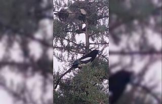 Avlanmak için ağaca çıkan kedi, kargaların hışmına...