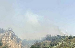 Aydın’da zirai alan yangını