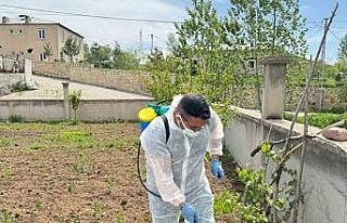 Aydıntepe’de yabancı ot mücadelesi başlatıldı