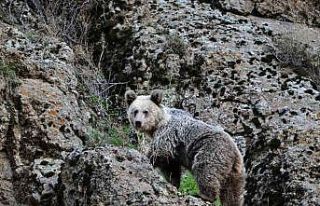 Ayı saldırısından köpekler sayesinde kurtuldu