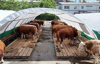 Bağcılar Belediyesi 20 bin metrekare alana kurban...