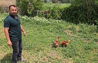 Bahçesine giren tilkiye böyle seslendi: "Kanun...