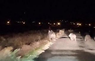 Bal avcısı ayılar ikinci kez arı kovanını saldırdı