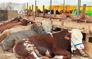 Balçık’ta kurban mesaisi başladı