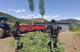 Balıkesir’de kenevir bahçesine operasyon