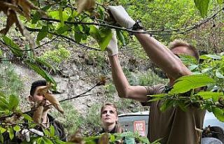Balıkesir’de Kestane Gal Arısına karşı biyolojik...