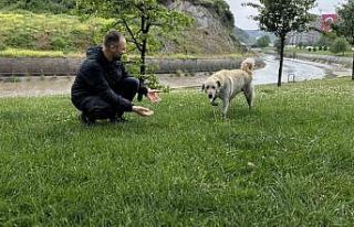 Bankada mahsur kalan köpek alarm sistemini devreye...