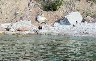 Bartın’da ilginç anlar