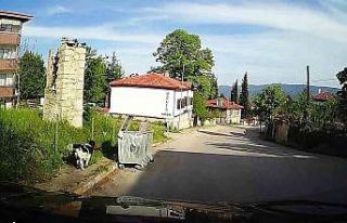 Başıboş köpeğin tavuğu alıp kaçtığı anlar...