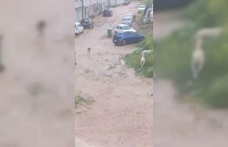 Başıboş köpek sürücü çocuğu kovaladı: O...