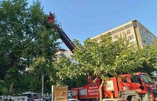 Batman’da ağaçtan düşen yavru kargalar itfaiye...
