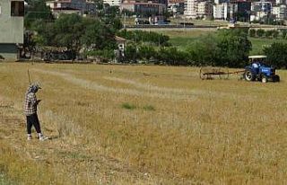 Batman’da mercimek hasadı