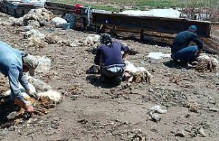 Batman’da yaylada kalan göçerler peynir üretiyor