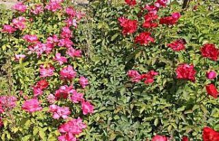 Battalgazi’nin park ve bahçeleri kendi ürettiği...