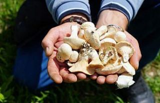 Bayburt’ta protein deposu mantarın ve bin bir derde...