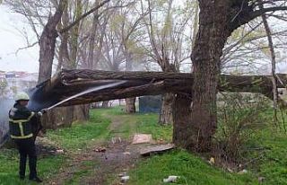 Bayburt’ta yıldırım düşen ağaç ikiye bölündü