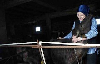 Bayburt’un tek kadın manda yetiştiricisi devlet...