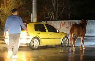 Belediyeden başıboş at ihbarı yapan vatandaşa...