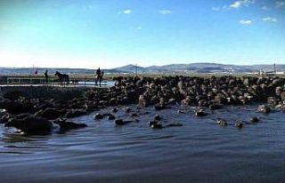 Belgesel tadında manda yolculuğu