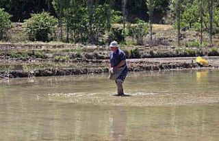 "Beyaz Altın" çeltik ekiminde sona yaklaşıldı