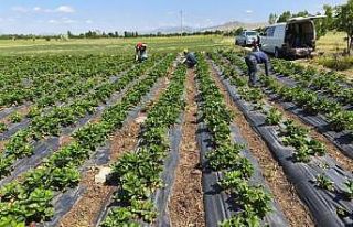 Beyşehir’de çilekte hasat öncesi pestisit denetimi