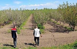 Beyşehir’de meyve bahçeleri hastalık ve zararlılara...