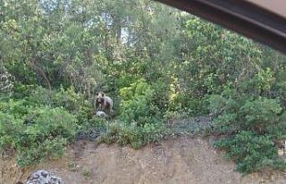 Bilecik’te rahat tavırlarıyla sürücüleri şaşırtan...