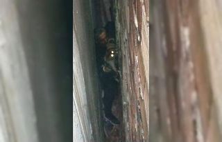 Bina boşluğuna düşen kedi, 7 saatlik operasyonla...
