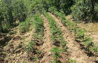 Bingöl’de 4 bin 763 kök kenevir ele geçirildi