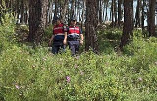 Bodrum’da ormanlara giriş yasaklandı, jandarma...