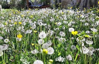 Bolu’da bahar güzelliği