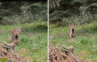 Bolu’da, nesli tükenmekte olan vaşak görüntülendi